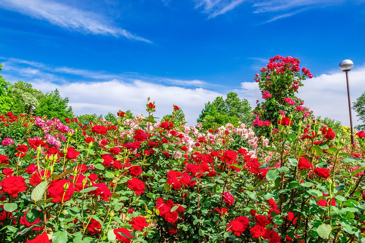 🌸 군마 플라워 파크 플러스 (군마 후라와파쿠 푸라스) 이미지 11